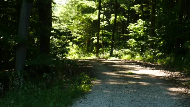 Sunshine Breaking Green Leaves Deciduous Forest — Stock Video