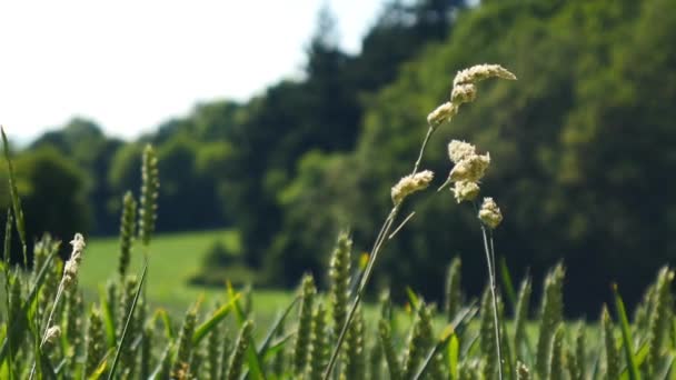 Vue Paysage Été Avec Champ Vert — Video