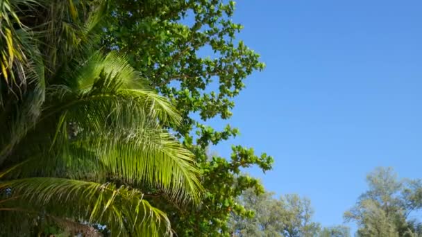 Vista Sugli Alberi Soffiati Dal Vento Una Foresta Tropicale — Video Stock