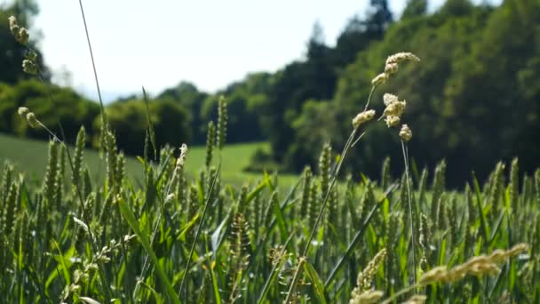 Vue Paysage Été Avec Champ Vert — Video