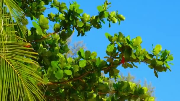 Pohled Větrem Foukané Stromy Tropickém Lese — Stock video