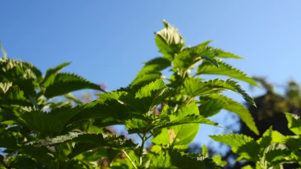 Vue Sur Ortie Soufflée Par Vent Avec Ciel Bleu Arrière — Video