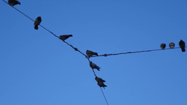 Grupp Fåglar Som Sitter Trådar Med Klarblå Himmel Bakgrund — Stockvideo