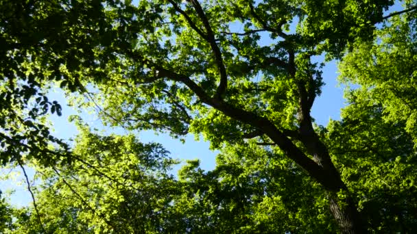 View Wind Blown Trees Blue Sky — Stock Video