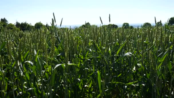 Blick Auf Grüne Weizenähren Auf Landwirtschaftlichem Feld — Stockvideo