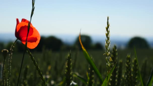 Schöne Rote Mohnblumen Die Wind Auf Dem Feld Sonnenlicht Geblasen — Stockvideo