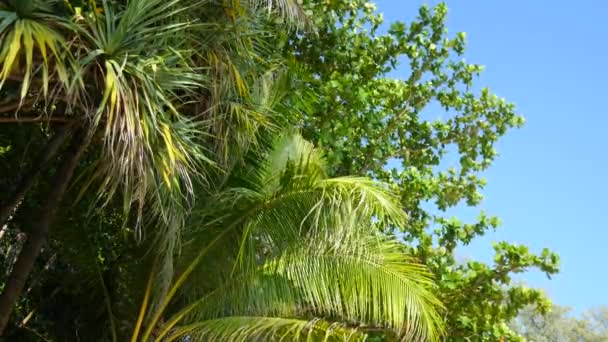 Vista Sugli Alberi Soffiati Dal Vento Una Foresta Tropicale — Video Stock