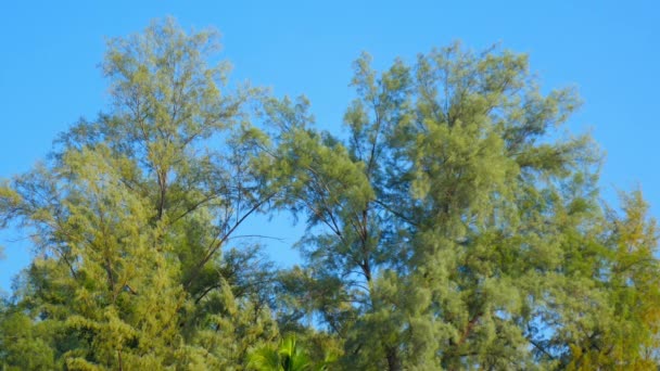 Vista Sobre Árboles Soplados Por Viento Bosque Tropical — Vídeo de stock