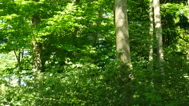 Grön Skog Landskap Med Löv Blåser Vinden — Stockvideo