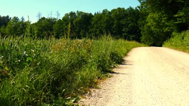Vista Landsape Rural Com Estrada Arborizada Durante Verão — Vídeo de Stock