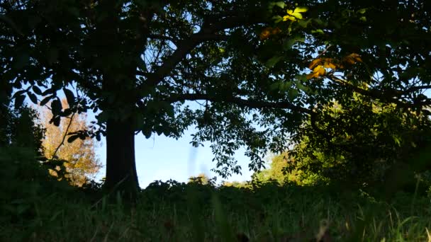森林中一棵树的轮廓 — 图库视频影像