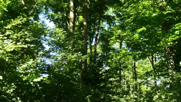 Green Forest Scenery Leaves Blow Wind — Stock Video