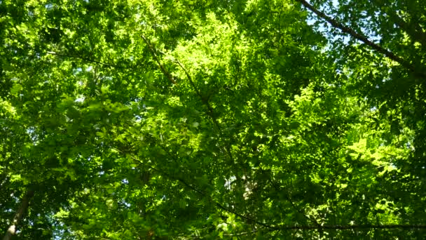 Grön Skog Landskap Med Löv Blåser Bereeze — Stockvideo