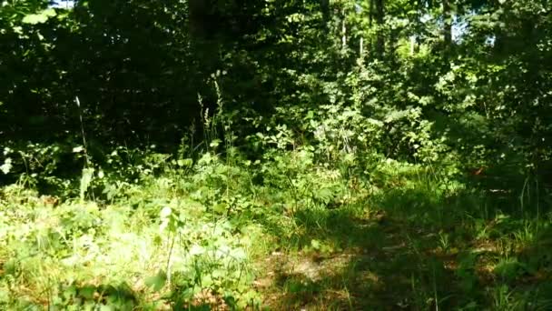 Grön Skog Landskap Med Löv Blåser Bereeze — Stockvideo