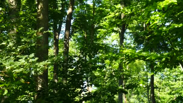 Green Forest Scenery Leaves Blowing Breeze — Stock Video