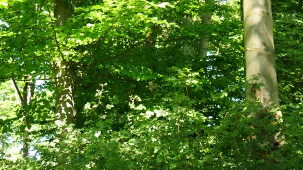 Rüzgarda Yapraklar Uçuşan Yeşil Orman Manzarası — Stok video