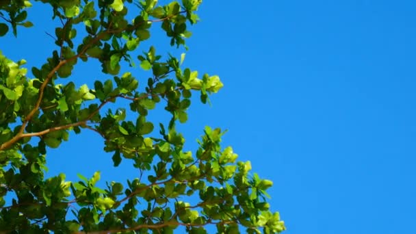 Vista Sugli Alberi Soffiati Dal Vento Una Foresta Tropicale — Video Stock