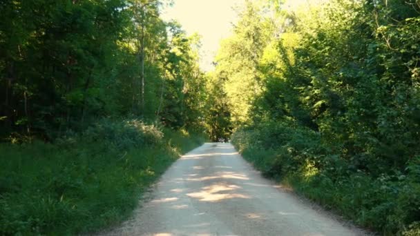 Sunshine Breaking Green Leaves Deciduous Forest — Stock Video