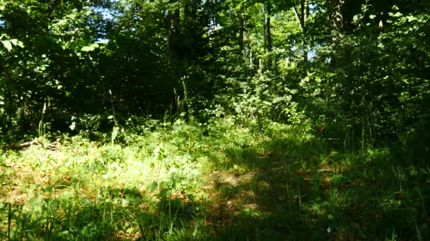 Green Forest Scenery Leaves Blow Breeze — Stock Video