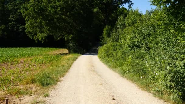 View Rural Landsape Tree Lined Road Summer — Stock Video
