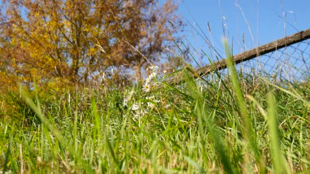 Vista Sobre Hierba Verde Fresca Soplada Por Viento Prado Verano — Vídeo de stock