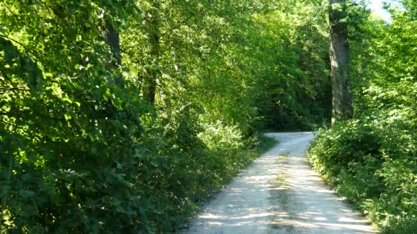 Napfény Áttöri Zöld Leveleket Lombhullató Erdőben — Stock videók