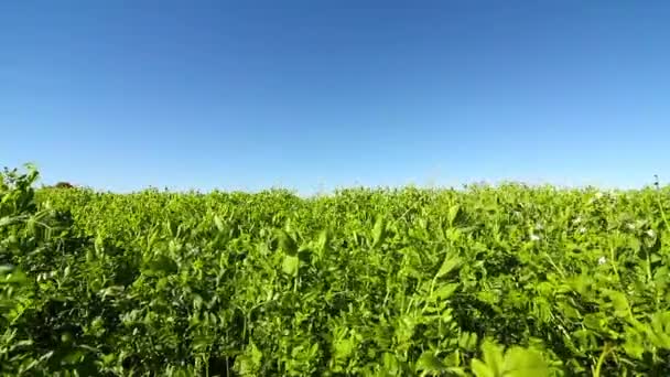 Scenic View Green Field Daytime — Stock Video