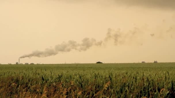 Smoke Coming Pipe Plants Field — Stock Video