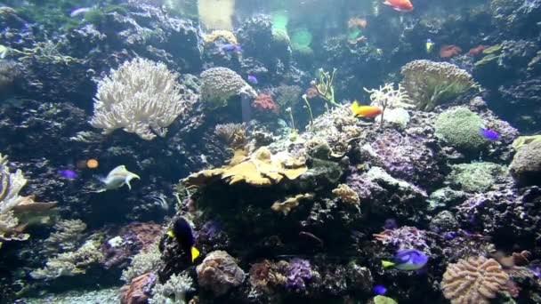 Látványos Kilátás Korallokra Halakra Vízalatti Táj — Stock videók