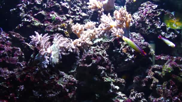 Video Eines Aquariums Voller Bunter Fische — Stockvideo