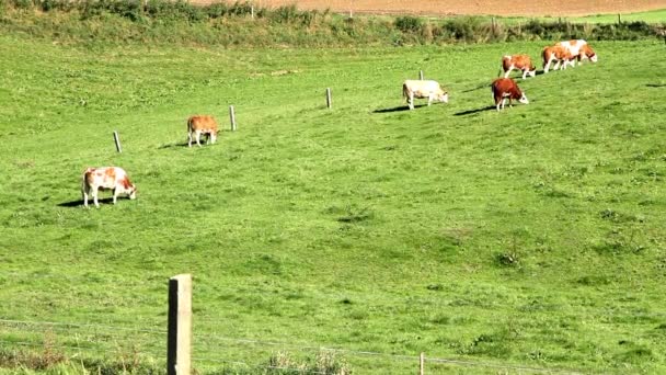 奶牛白天在草地上吃草 — 图库视频影像