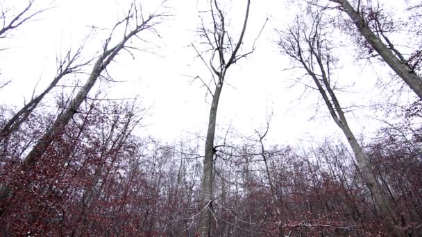 Paisagem Uma Árvore Queda Neve — Vídeo de Stock