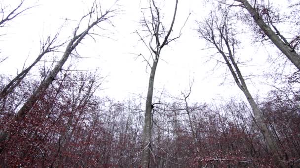 Paesaggio Albero Nella Nevicata — Video Stock