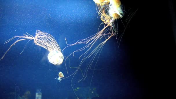 水族馆里水母的录像 — 图库视频影像