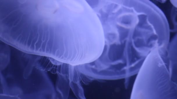 Video Medusas Acuario — Vídeos de Stock