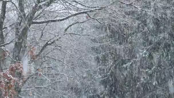 Uitzicht Besneeuwde Bomen Het Winterbos Overdag — Stockvideo