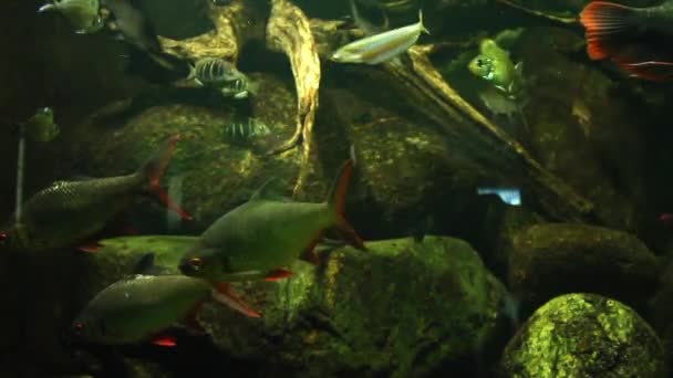 Video Eines Aquariums Voller Bunter Fische — Stockvideo