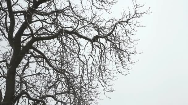 Paysage Arbre Dans Les Chutes Neige — Video