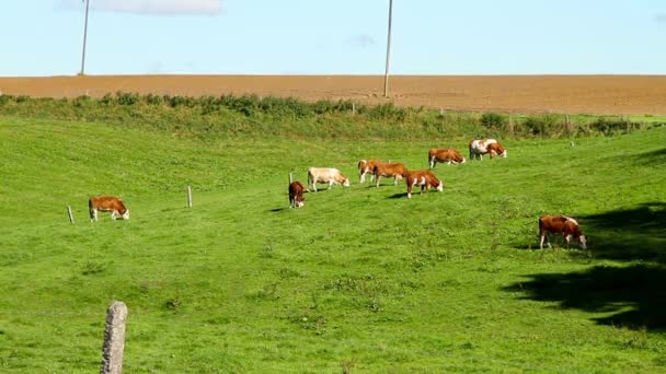 Vacas Pastando Prado Durante Día — Vídeos de Stock