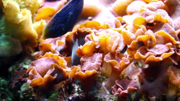 Сценический Вид Кораллов Рыб Подводный Пейзаж — стоковое видео