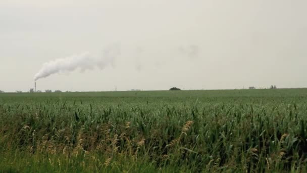 Fumée Provenant Des Tuyaux Dessus Des Usines Sur Terrain — Video