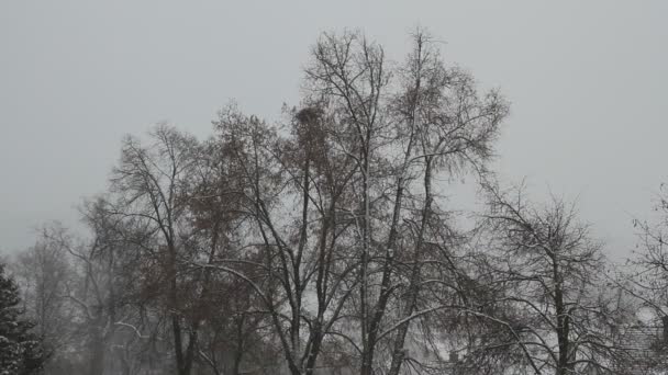 Landskap Ett Träd Snöfallet — Stockvideo