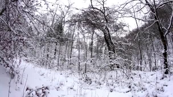 田舎のどこかの小さな雪の森の景色 — ストック動画