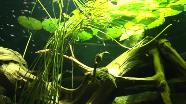 Video Eines Aquariums Voller Bunter Fische — Stockvideo