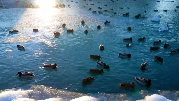 Cisnes Patos Nadan Lago Congelado Balaton — Vídeo de stock