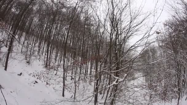 田舎のどこかの小さな雪の森の景色 — ストック動画
