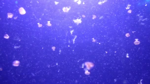 水族馆里水母的录像 — 图库视频影像