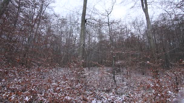 秋天公园被树木环绕的雪地路 — 图库视频影像
