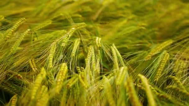 Primer Plano Del Trigo Campo Durante Día — Vídeos de Stock