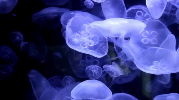 Video Meduse Acquario — Video Stock